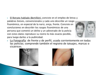 El Retrato hablado (Bertillón): consiste en el empleo de letras y palabras breves, convencionales y cada uno describe un rasgo fisonómico, en especial de la nariz, oreja, frente. Consiste en conclusiones en describir los rasgos fisonómicos de una persona que cometió un delito y un adiestrado de la policía con estos datos reproduce su rostro lo más exacto posible, para luego darlos a la publicidad.La Fotografía: de frente y de perfil, usada corrientemente en todas las policías; comprende también el registro de tatuajes, marcas o cicatrices.