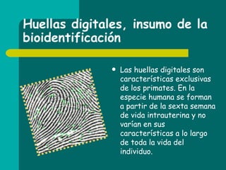 Huellas digitales, insumo de la bioidentificación   Las huellas digitales son características exclusivas de los primates. En la especie humana se forman a partir de la sexta semana de vida intrauterina y no varían en sus características a lo largo de toda la vida del individuo.  