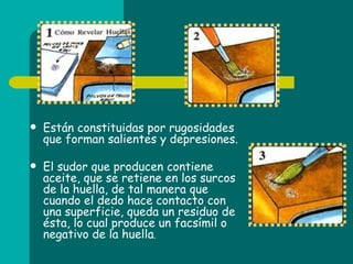 Están constituidas por rugosidades que forman salientes y depresiones. El sudor que producen contiene aceite, que se retiene en los surcos de la huella, de tal manera que cuando el dedo hace contacto con una superficie, queda un residuo de ésta, lo cual produce un facsímil o negativo de la huella . 