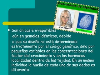 Son únicas e irrepetibles  aún en gemelos idénticos, debido a que su diseño no está determinado estrictamente por el código genético, sino por pequeñas variables en las concentraciones del factor del crecimiento y en las hormonas localizadas dentro de los tejidos. En un mismo individuo la huella de cada uno de sus dedos es diferente. 
