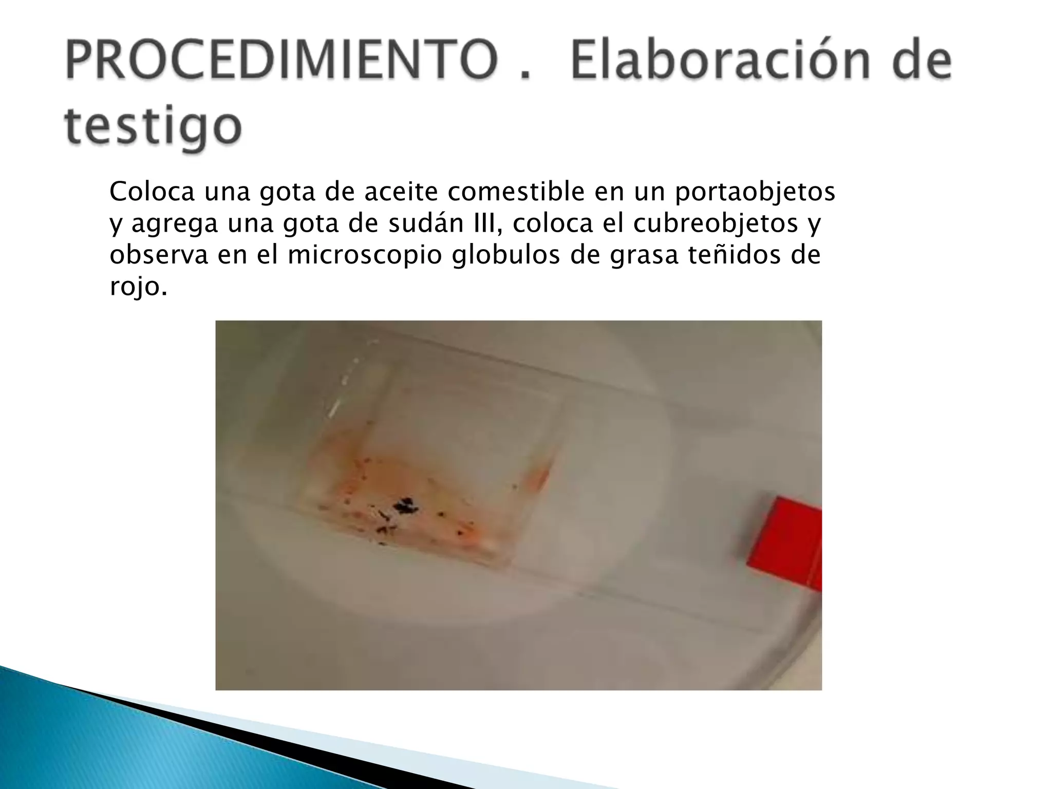 Coloca una gota de aceite comestible en un portaobjetos
y agrega una gota de sudán III, coloca el cubreobjetos y
observa en el microscopio globulos de grasa teñidos de
rojo.
 
