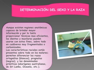 Aunque existen regiones anatómicas capaces de brindar mayor información y por lo tanto proporcionar técnicas mas eficientes, los dientes y maxilares pueden usarse con estos fines, sobre todo en cadáveres muy fragmentados o carbonizados. Las características raciales están presentes sobre todo en los molares; permiten diferenciar las razas ortognátas (blancos), prognatas (negros), y las denominadas primitivas (aborígenes australianos, de Sri Lanka, Oceanía, etc.). DETERMINACIÓN DEL SEXO Y LA RAZA 