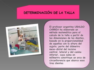 El profesor argentino UBALDO CARREA ha elaborado un método matemático para el calculo de la talla a partir de las dimensiones de los dientes, basado en la proporcionalidad de aquellas con la altura del sujeto; parte del diámetro meso-distal del incisivo central, lateral y del canino inferior, cuya suma en milímetro constituye un arco de circunferencia que abarco esos tres dientes DETERMINACIÓN DE LA TALLA 