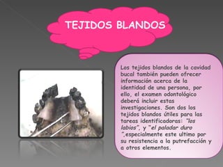 Los tejidos blandos de la cavidad bucal también pueden ofrecer información acerca de la identidad de una   persona, por ello, el examen odontológico deberá incluir estas investigaciones. Son dos los tejidos blandos útiles para las tareas identificadoras:  “los   labios” , y “ el paladar   duro ” , especialmente este ultimo por su resistencia a la putrefacción y a otros elementos. TEJIDOS BLANDOS 