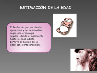 ESTIMACIÓN DE LA EDAD   El hecho de que los dientes aparezcan y se desarrollen según una cronología regular, desde el nacimiento hasta la edad adulta, permite el calculo de la edad con cierta precisión. 