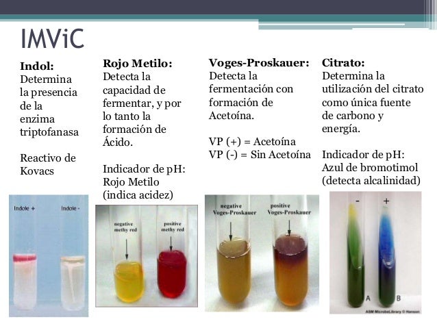 Resultado de imagen de rojo metilo microbiologia