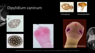 Dipylidium caninum
CtenocephalidesTrichodectes
 