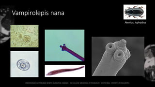 Vampirolepis nana
Atenius, Aphodius
 
