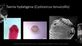 Taenia hydatigena (Cysticercus tenuicollis)
 