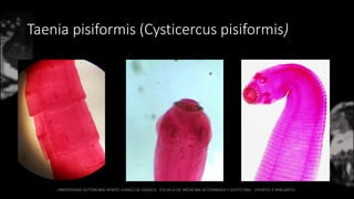 Taenia pisiformis (Cysticercus pisiformis)
 