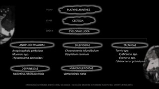 PLATYHELMINTHES
CESTODA
CYCLOPHYLLIDEA
FILUM
CLASE
ORDEN
ANOPLOCEPHALIDAE
Anoplocephala perfoliata
Moniezia spp.
Thysanosoma actinioides
TAENIIDAE
Taenia spp.
Cysticercus spp.
Coenurus spp.
Echinococcus granulosus
HYMENOLEPIDIDAE
Vampirolepis nana
DILEPIDIDAE
Choanotaenia infundibulum
Dipylidium caninum
DEVAINEIDAE
Raillietina echinobothrida
 