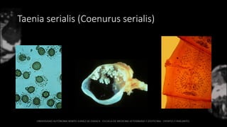 Taenia serialis (Coenurus serialis)
 