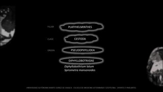 PLATYHELMINTHES
CESTODA
PSEUDOPHYLLIDEA
FILUM
CLASE
ORDEN
DIPHYLLOBOTRIIDAE
Diphyllobothrium latum
Spirometra mansonoides
 