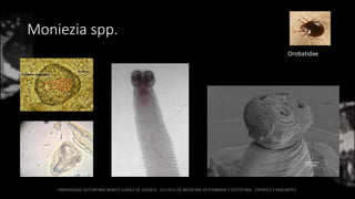 Moniezia spp.
Orobatidae
 