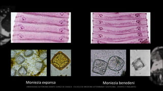 Moniezia expansa Moniezia benedeni
 