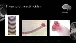 Thysanosoma actinioides
Orobatidae
 