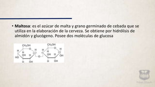 • Maltosa: es el azúcar de malta y grano germinado de cebada que se
utiliza en la elaboración de la cerveza. Se obtiene por hidrólisis de
almidón y glucógeno. Posee dos moléculas de glucosa
 