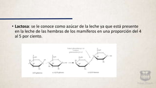 • Lactosa: se le conoce como azúcar de la leche ya que está presente
en la leche de las hembras de los mamíferos en una proporción del 4
al 5 por ciento.
 