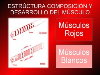 ESTRÚCTURA COMPOSICIÓN Y DESARROLLO DEL MÚSCULO 