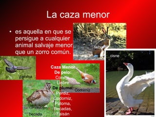 La caza menor es aquella en que se persigue a cualquier animal salvaje menor que un zorro común.   becada paloma cisne Codorniz liebre Caza Menor De pelo:  Conejo, Liebre De pluma:   Perdiz, Codorniz, Paloma, Becadas, Faisán 