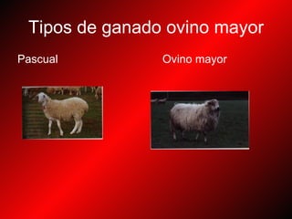 Tipos de ganado ovino mayor Pascual  Ovino mayor 