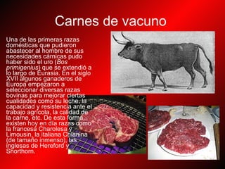 Carnes de vacuno   Una de las primeras razas domésticas que pudieron abastecer al hombre de sus necesidades cárnicas pudo haber sido el uro ( Bos primigenius ) que se extendió a lo largo de Eurasia. En el siglo XVII algunos ganaderos de Europa empezaron a seleccionar diversas razas bovinas para mejorar ciertas cualidades como su leche, la capacidad y resistencia ante el trabajo agrícola, la calidad de la carne, etc. De esta forma existen hoy en día razas como la francesa Charolesa y Limousin, la italiana Chianina (de tamaño inmenso), las inglesas de Hereford y Shorthorn.  