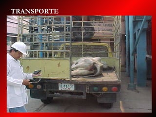 TRANSPORTE 