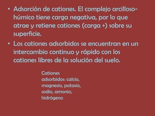 • Adsorción de cationes. El complejo arcilloso-
  húmico tiene carga negativa, por lo que
  atrae y retiene cationes (carga +) sobre su
  superficie.
• Los cationes adsorbidos se encuentran en un
  intercambio continuo y rápido con los
  cationes libres de la solución del suelo.
            Cationes
            adsorbidos: calcio,
            magnesio, potasio,
            sodio, amonio,
            hidrógeno
 