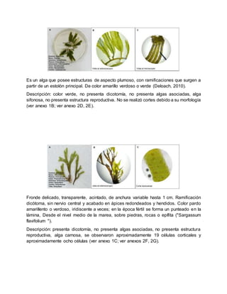 Identificacion de macroalgas colectadas en isla tortuguilla | DOCX