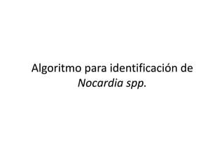 Algoritmo para identificación de
Nocardia spp.
 