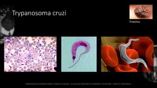 Trypanosoma cruzi
Triatoma
 