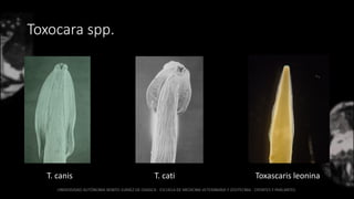 Toxocara spp.
T. canis T. cati Toxascaris leonina
 