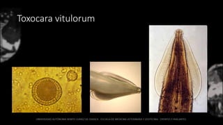 Toxocara vitulorum
 