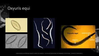 Oxyuris equi
 