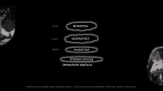 NEMATODA
SECERNENTEA
RHABDITIDA
FILUM
CLASE
ORDEN
STRONGYLOIDIDAE
Strongyloides papillosus
 
