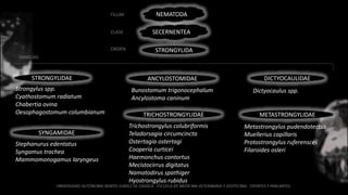 NEMATODA
SECERNENTEA
STRONGYLIDA
FILUM
CLASE
ORDEN
FAMILIAS
STRONGYLIDAE
Strongylus spp.
Cyathostomum radiatum
Chabertia ovina
Oesophagostomum columbianum
SYNGAMIDAE
Stephanurus edentatus
Syngamus trachea
Mammomonogamus laryngeus
ANCYLOSTOMIDAE
Bunostomum trigonocephalum
Ancylostoma caninum
TRICHOSTRONGYLIDAE
Trichostrongylus colubriformis
Teladorsagia circumcincta
Ostertagia ostertagi
Cooperia curticei
Haemonchus contortus
Mecistocirrus digitatus
Namatodirus spathiger
Hyostrongylus rubidus
DICTYOCAULIDAE
Dictyocaulus spp.
METASTRONGYLIDAE
Metastrongylus pudendotectus
Muellerius capillaris
Protostrongylus ruferensces
Filaroides osleri
 