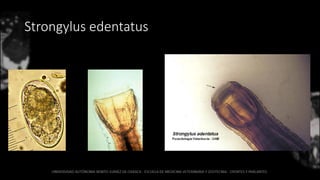 Strongylus edentatus
 