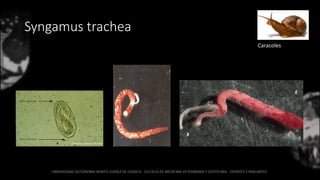 Syngamus trachea
Caracoles
 