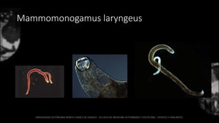 Mammomonogamus laryngeus
 