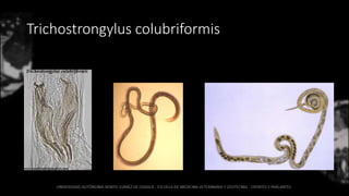 Trichostrongylus colubriformis
 