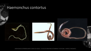 Haemonchus contortus
 