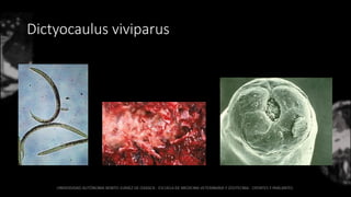 Dictyocaulus viviparus
 