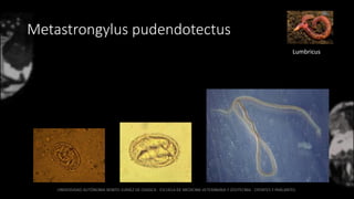 Metastrongylus pudendotectus
Lumbricus
 