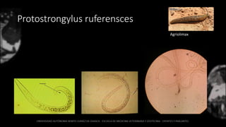 Protostrongylus ruferensces
Agriolimax
 