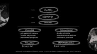 NEMATODA
SECERNENTEA
SPIRURIDA
FILUM
CLASE
ORDEN
ONCHOCERCIDAE
Dirofilaria immitis
Dipetalonema reconditum
Onchocerca gutturosa
THELAZIIDAE
Spirocerca lupi
SPIRURIDAE
Habronema microstoma
Draschia megastoma
Gnatostoma spinigerum
STEPHANOFILARIIDAE
Setaria equina
 