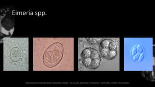 Eimeria spp.
 