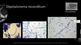 Dipetalonema reconditum
Ctenocephalides
 