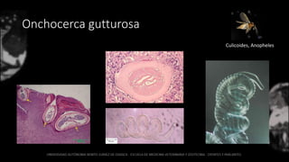 Onchocerca gutturosa
Culicoides, Anopheles
 