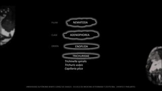 NEMATODA
ADENOPHOREA
ENOPLIDA
FILUM
CLASE
ORDEN
TRICHURIDAE
Trichinella spiralis
Trichuris vulpis
Capillaria plica
 