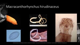 Macracanthorhynchus hirudinaceus
 